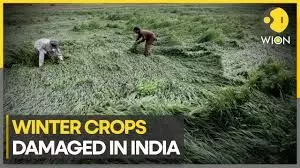 Harvest Hope or Harvest Hazard? India’s 2025 October Rain Surge Threatens Standing Crops